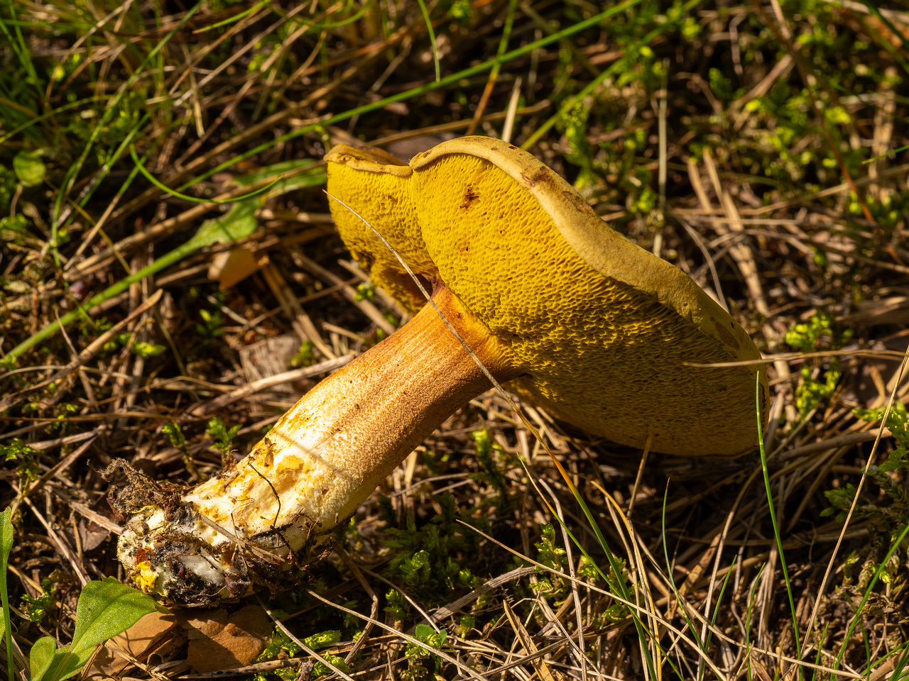 xerocomus-subtomentosus_2023-09-12_1-11