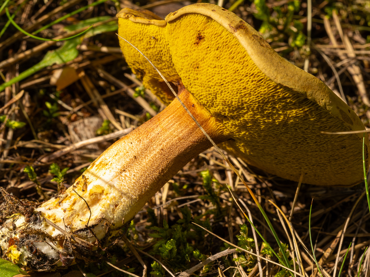 xerocomus-subtomentosus_2023-09-12_1-12
