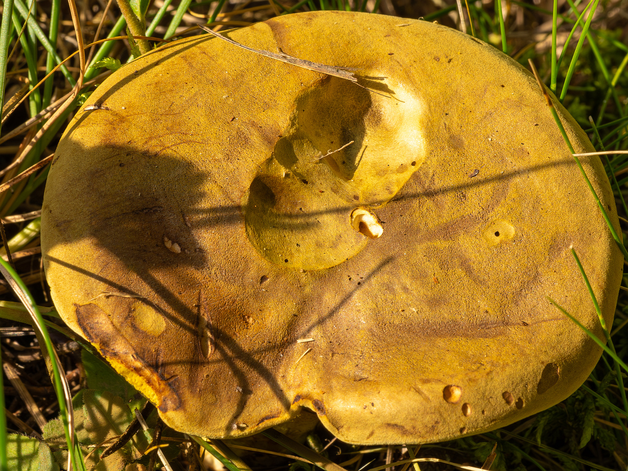 xerocomus-subtomentosus_2023-09-12_1-3