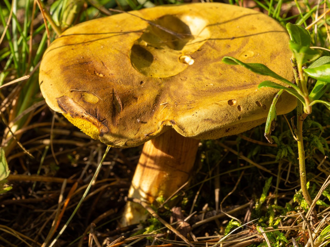 xerocomus-subtomentosus_2023-09-12_1-5