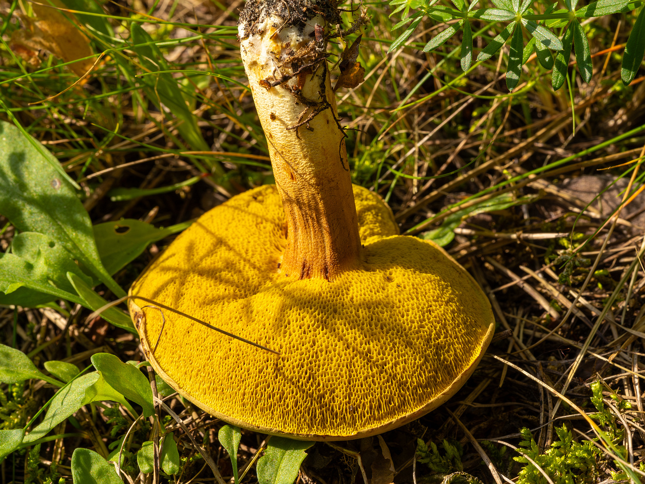 xerocomus-subtomentosus_2023-09-12_1-6