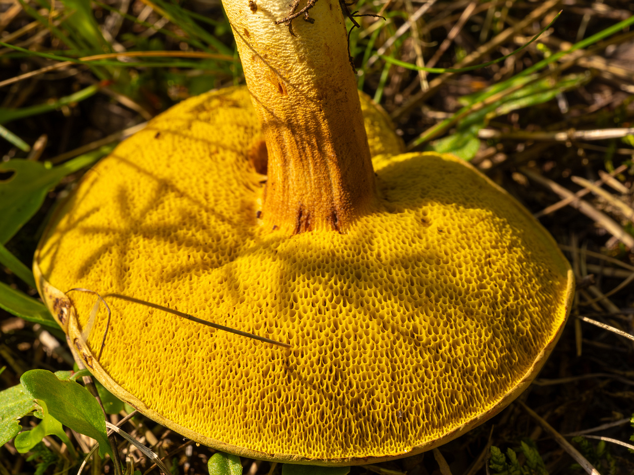 xerocomus-subtomentosus_2023-09-12_1-7