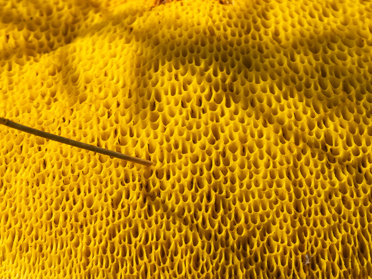 xerocomus-subtomentosus_2023-09-12_1-8