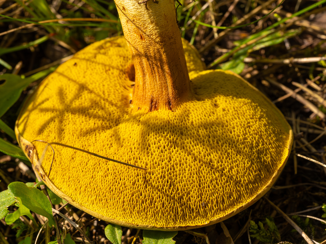 xerocomus-subtomentosus_2023-09-12_1-9