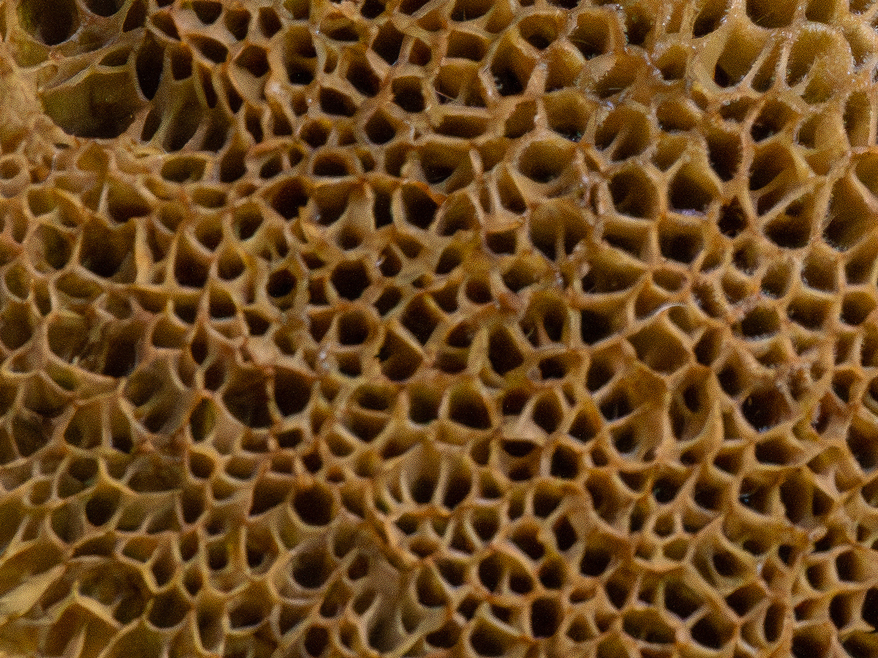 xerocomellus-chrysenteron_1-10