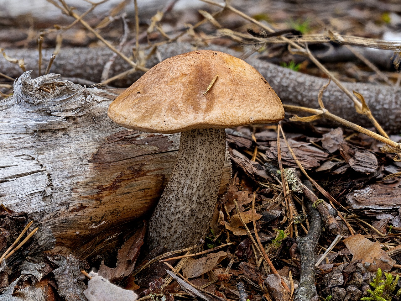!Leccinum roseofractum _2026-08-30_1-1