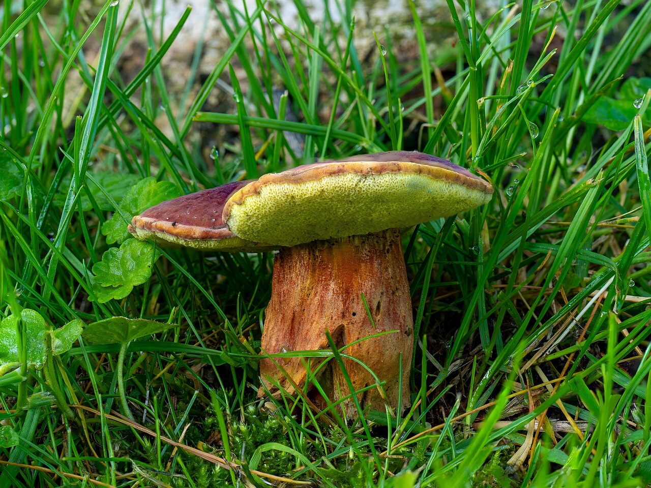Hortiboletus rubellus _2026-07-12_1_
