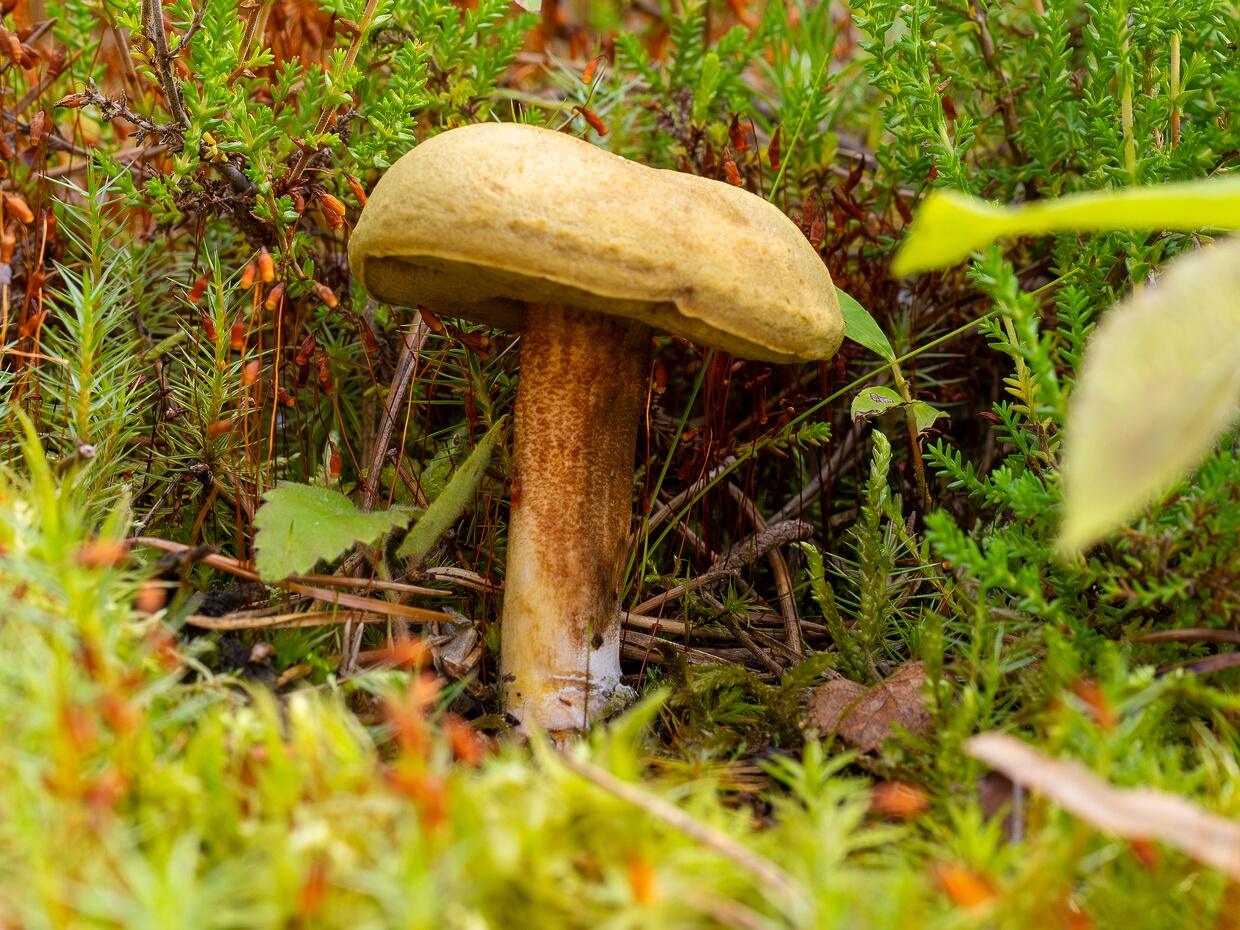 Моховик зелёный - Xerocomus subtomentosus