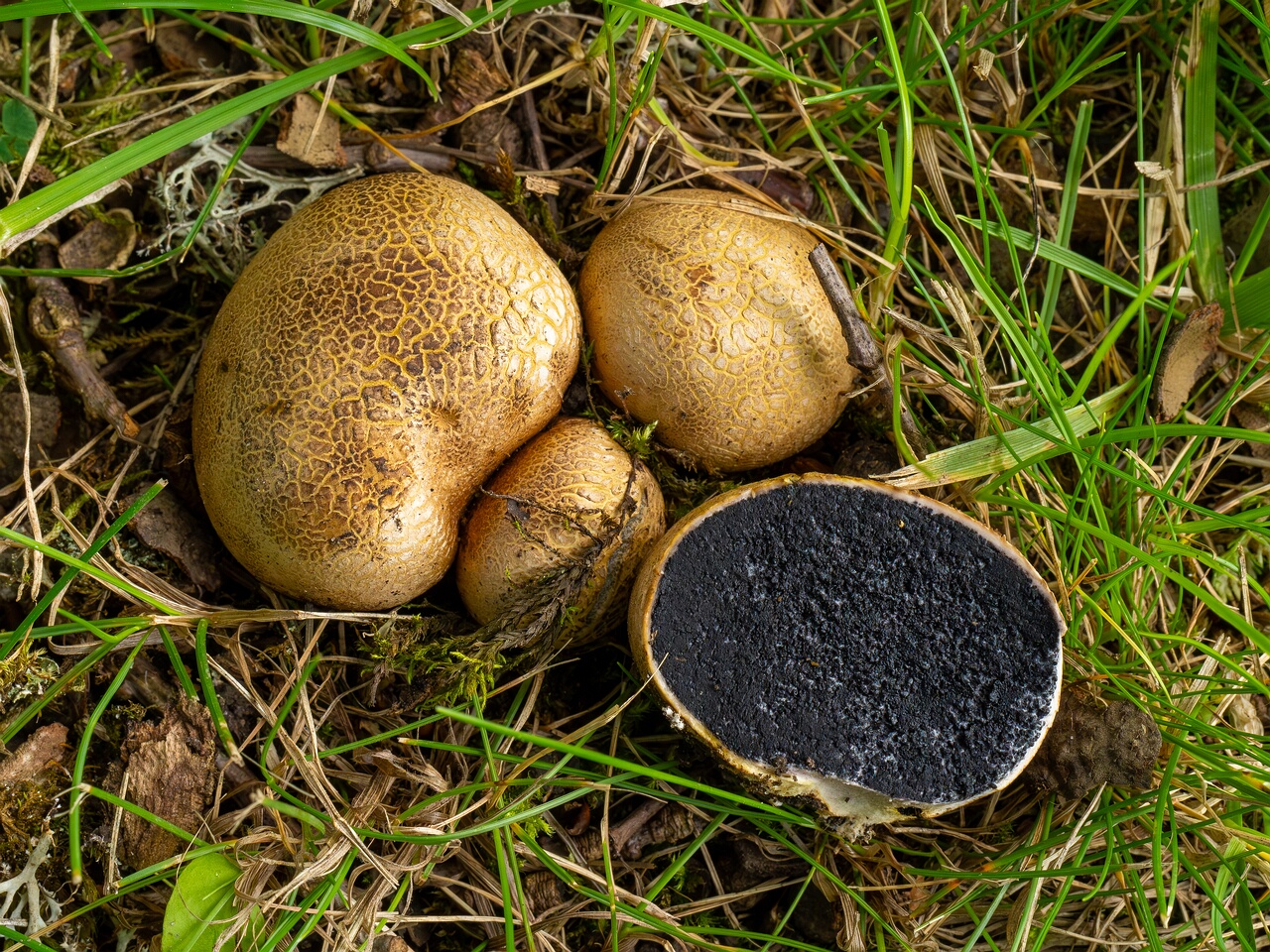 scleroderma-citrinum_1-11