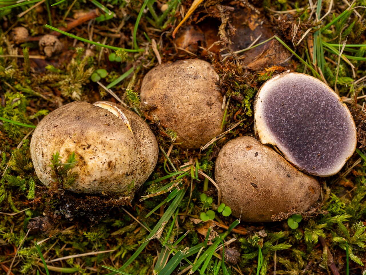 Scleroderma bovista _2026-08-01_1-4