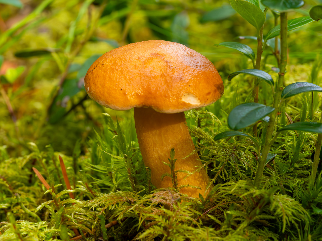 !suillus-bovinus_2023-09-10_3-9