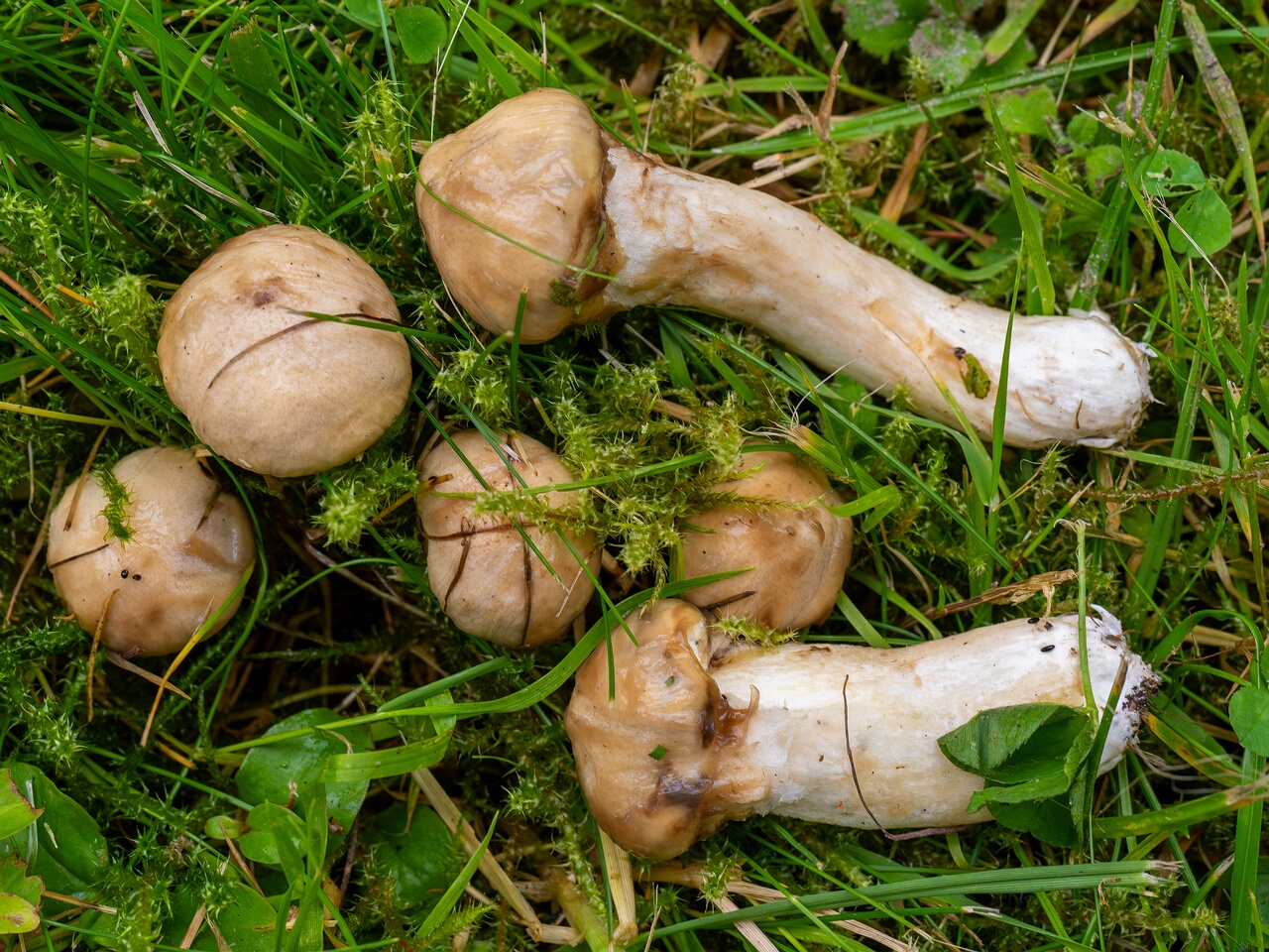 Suillus viscidus _2026-08-28_1-3