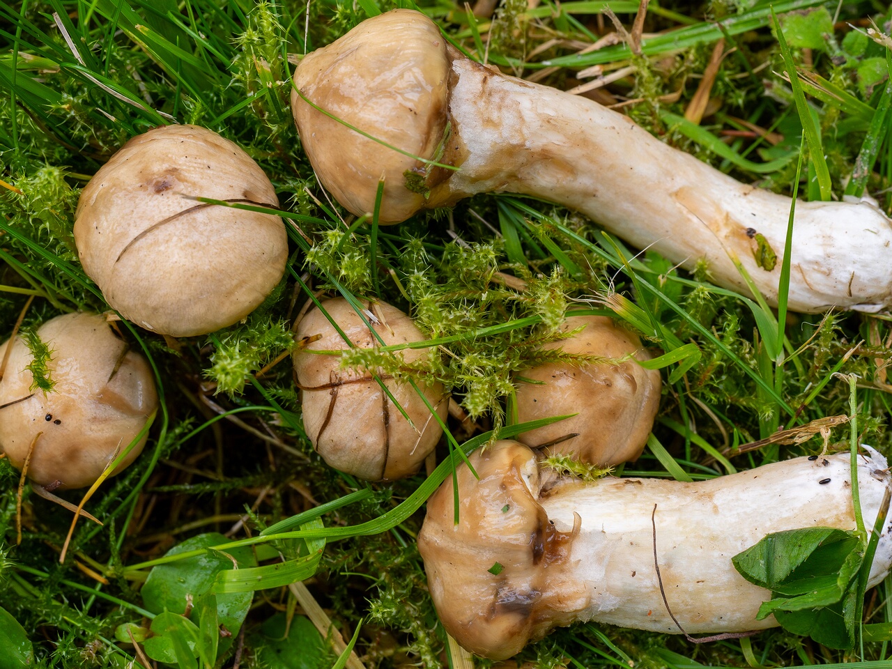 Suillus viscidus _2026-08-28_1-4