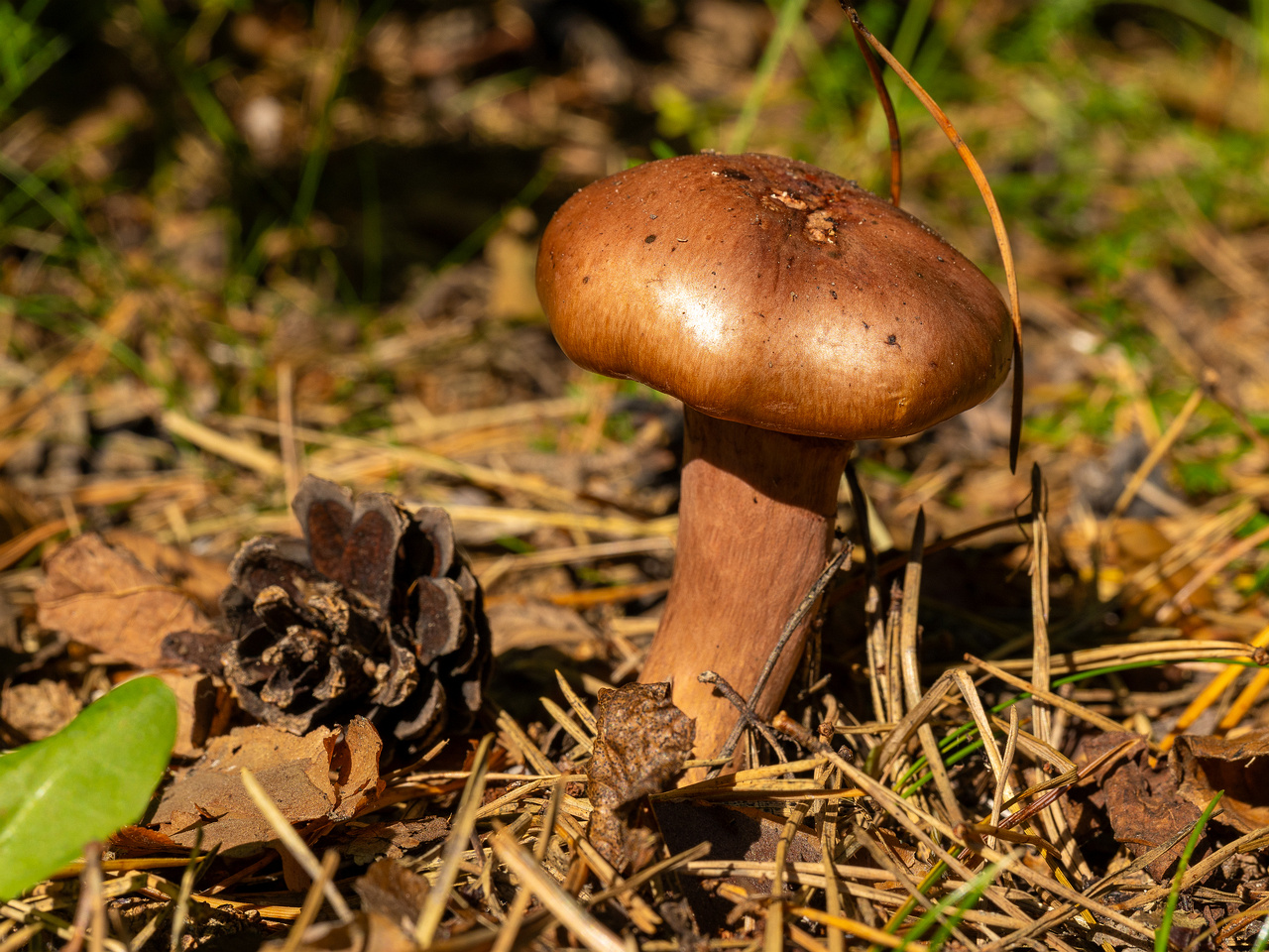 chroogomphus-rutilus_1-9
