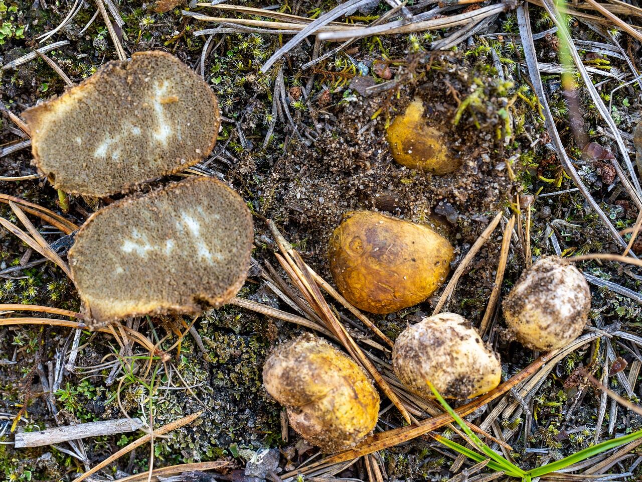 Rhizopogon luteolus _2026-09-03_1-1