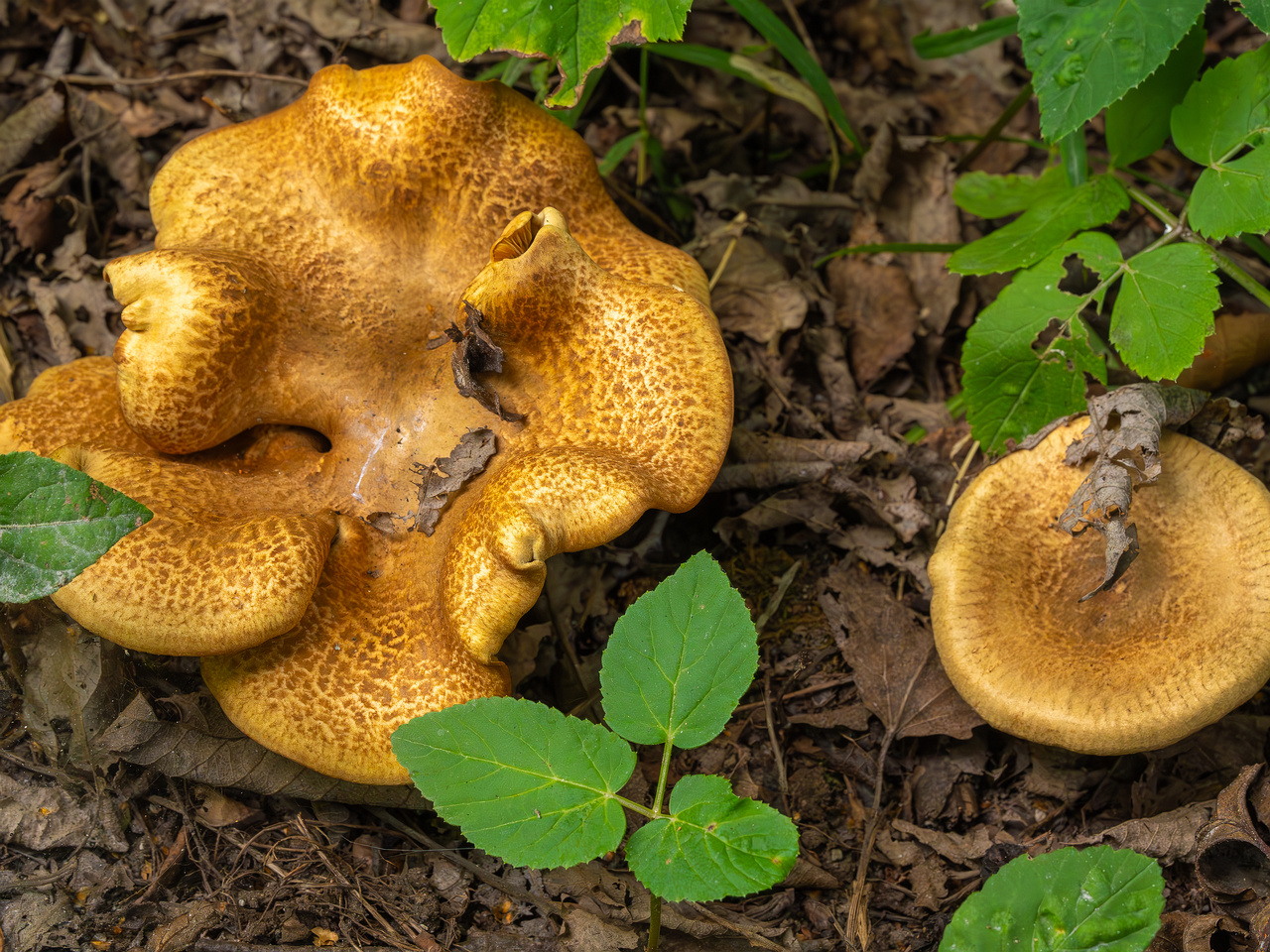 paxillus-involutus-1