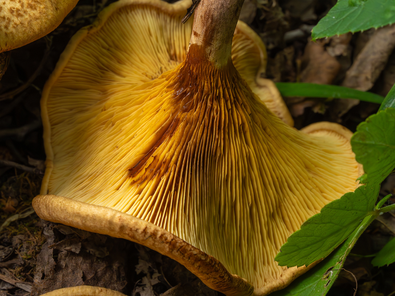 paxillus-involutus-11
