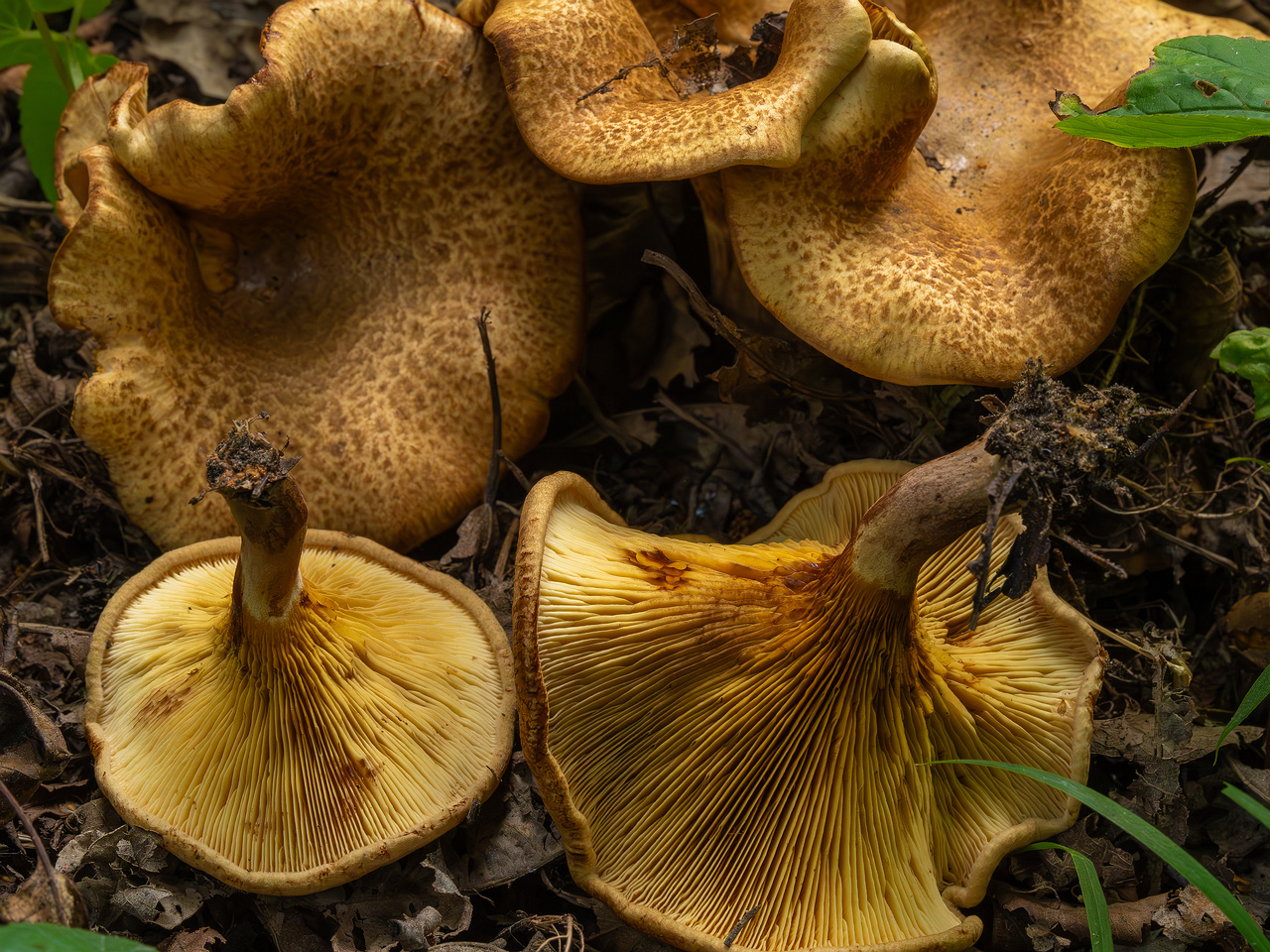paxillus-involutus-17