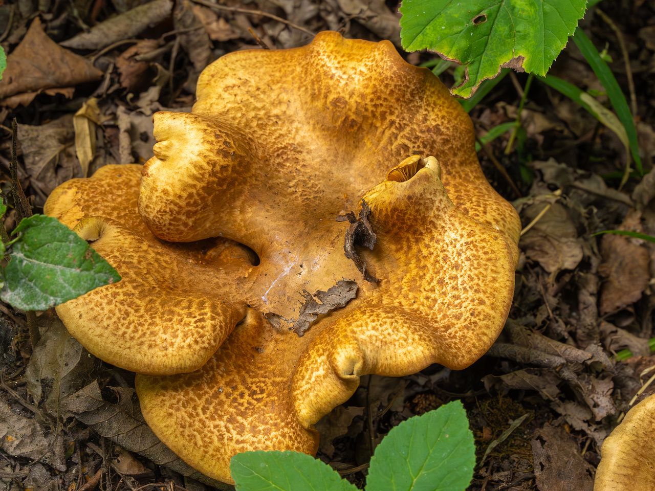 paxillus-involutus-3