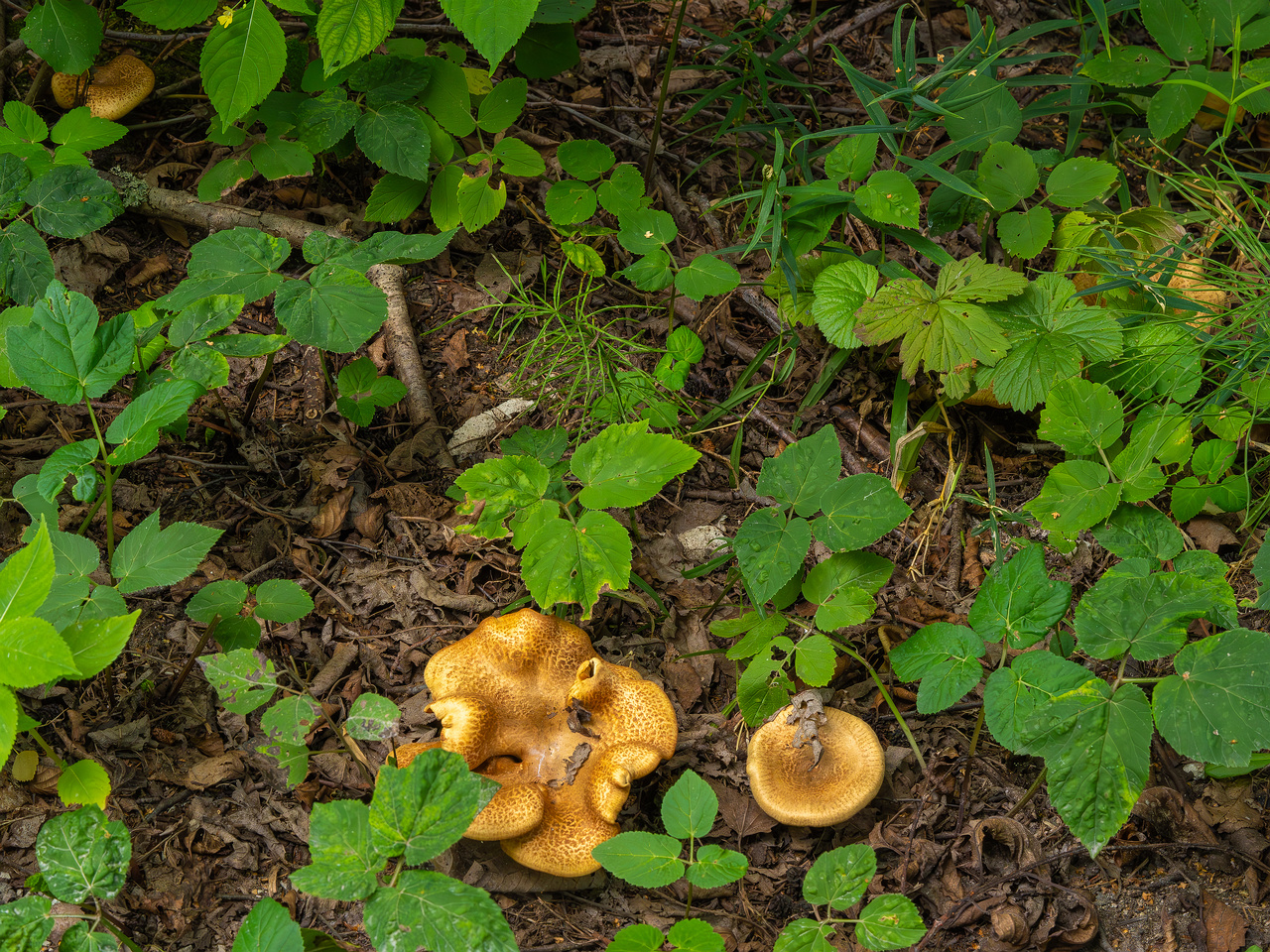paxillus-involutus-6