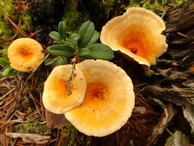 Гигрофоропсисовые - Hygrophoropsidaceae The Hygrophoropsidaceae are a family of mushrooms that are gilled in appearance but lie within the Boletales. The family...