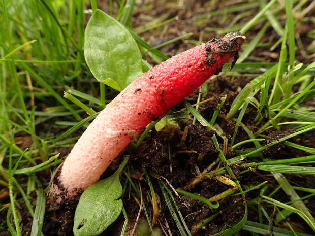 Весёлковые - Phallaceae Phallaceae is a family of fungi, commonly known as stinkhorn mushrooms, within the order Phallales. Stinkhorns have a...