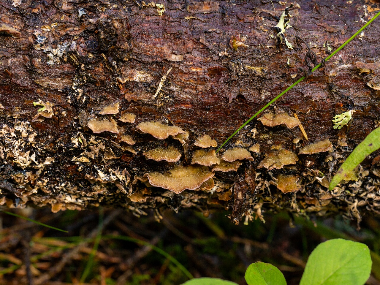 Trichaptum abietinum _2026-07-04_1-3