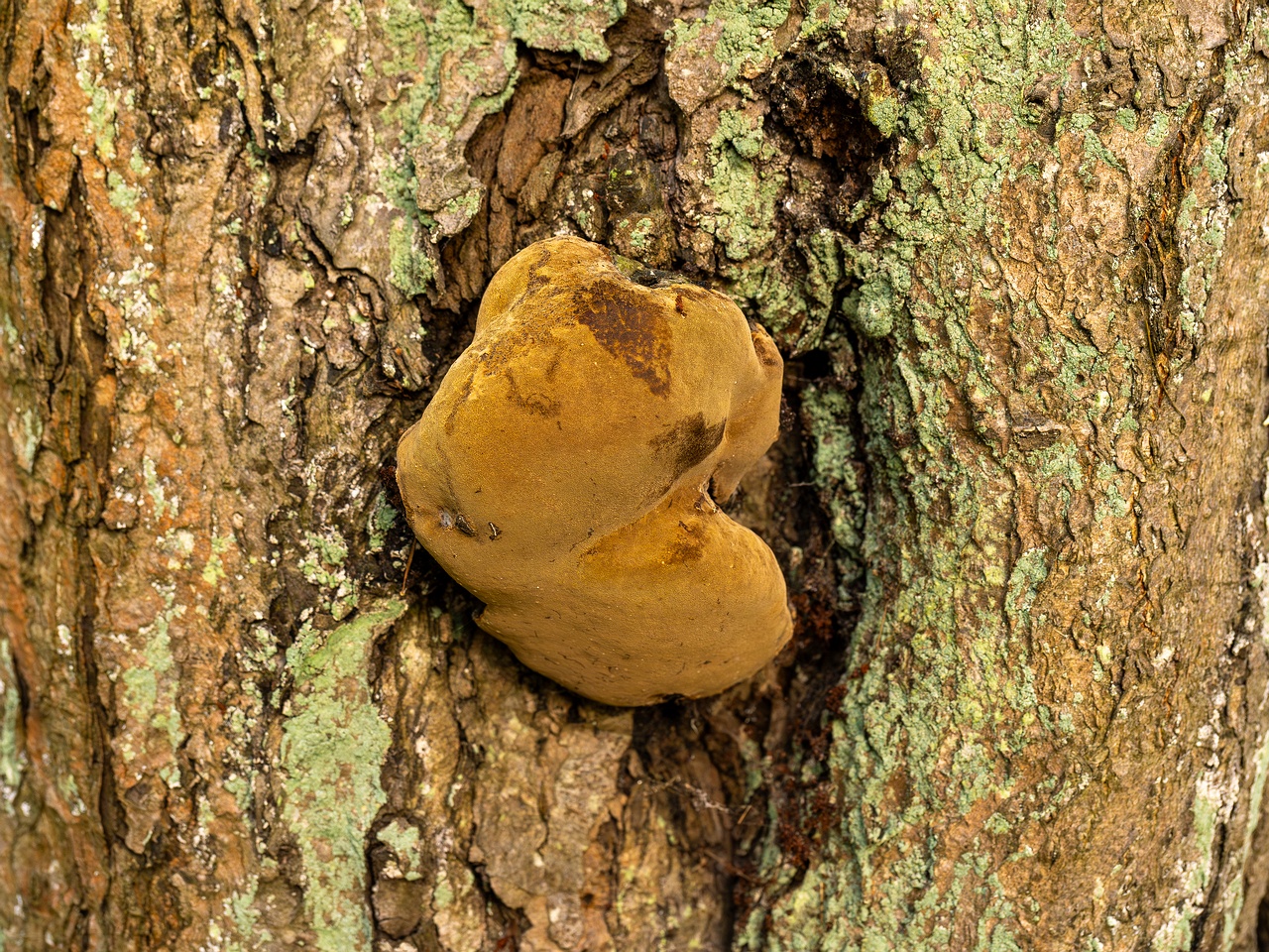 Phellinus alni _2025-10-10_1-1