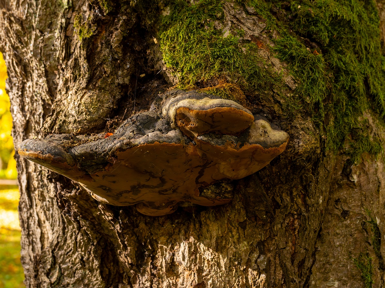 Phellinus alni _2025-10-11_1-4