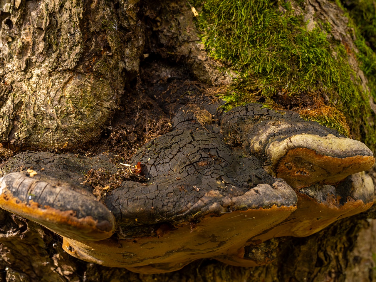 Phellinus alni _2025-10-11_1-5