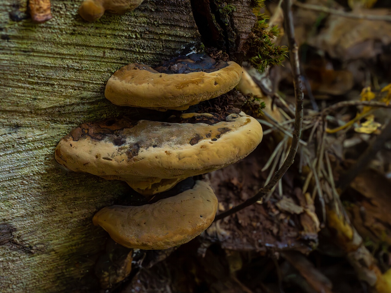 phellinus-alni_1-12