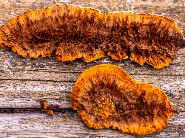 Gloeophyllum sepiarium - Глеофиллум заборный - Rusty Gilled Polypore - Rostblättriger Zaunblättling Gloeophyllum sepiarium, commonly known as the Rusty Gilled Polypore or the Rostblättriger Zaunblättling, is a wood-decay...