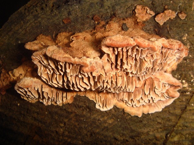 Глеофилловые - Gloeophyllaceae The Gloeophyllales are a phylogenetically defined order of wood-decay fungi that is characterized by the ability to...