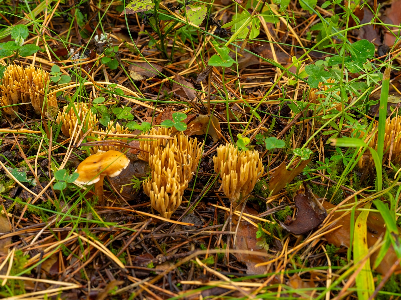 phaeoclavulina-eumorpha_1-2