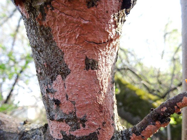 Кортициевые - Corticiaceae The Corticiaceae are a family of fungi in the order Corticiales. The family formerly included almost all the corticioid...