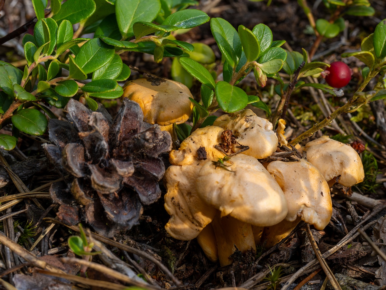 Cantharellus pallens _2025-09-06_1-1