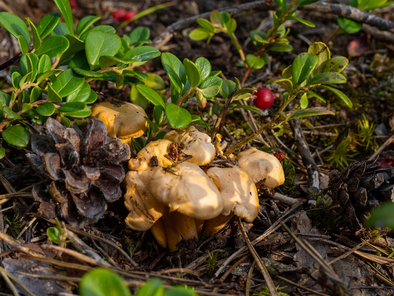 Cantharellus pallens _2025-09-06_1-2