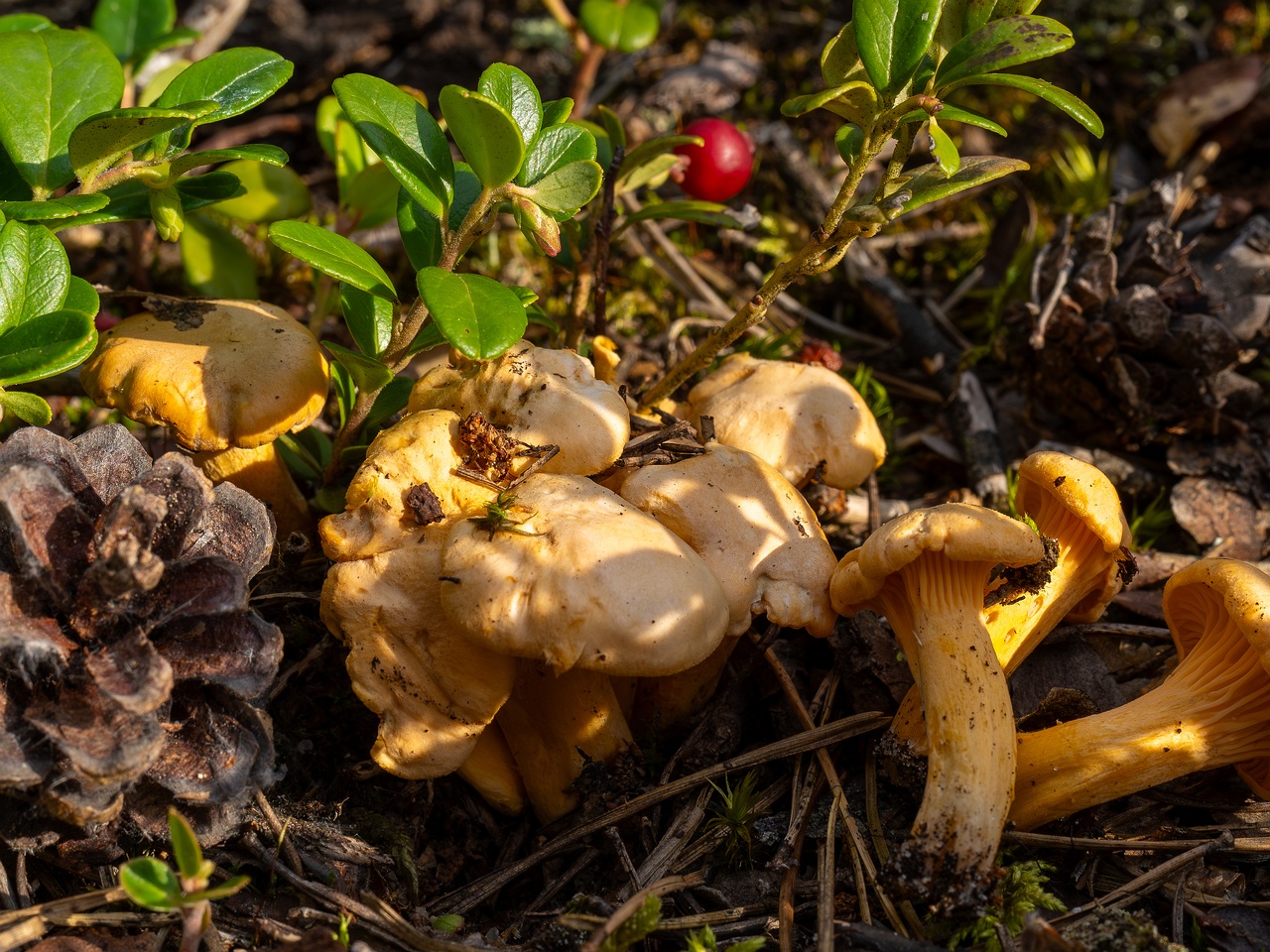 Cantharellus pallens _2025-09-06_1-4