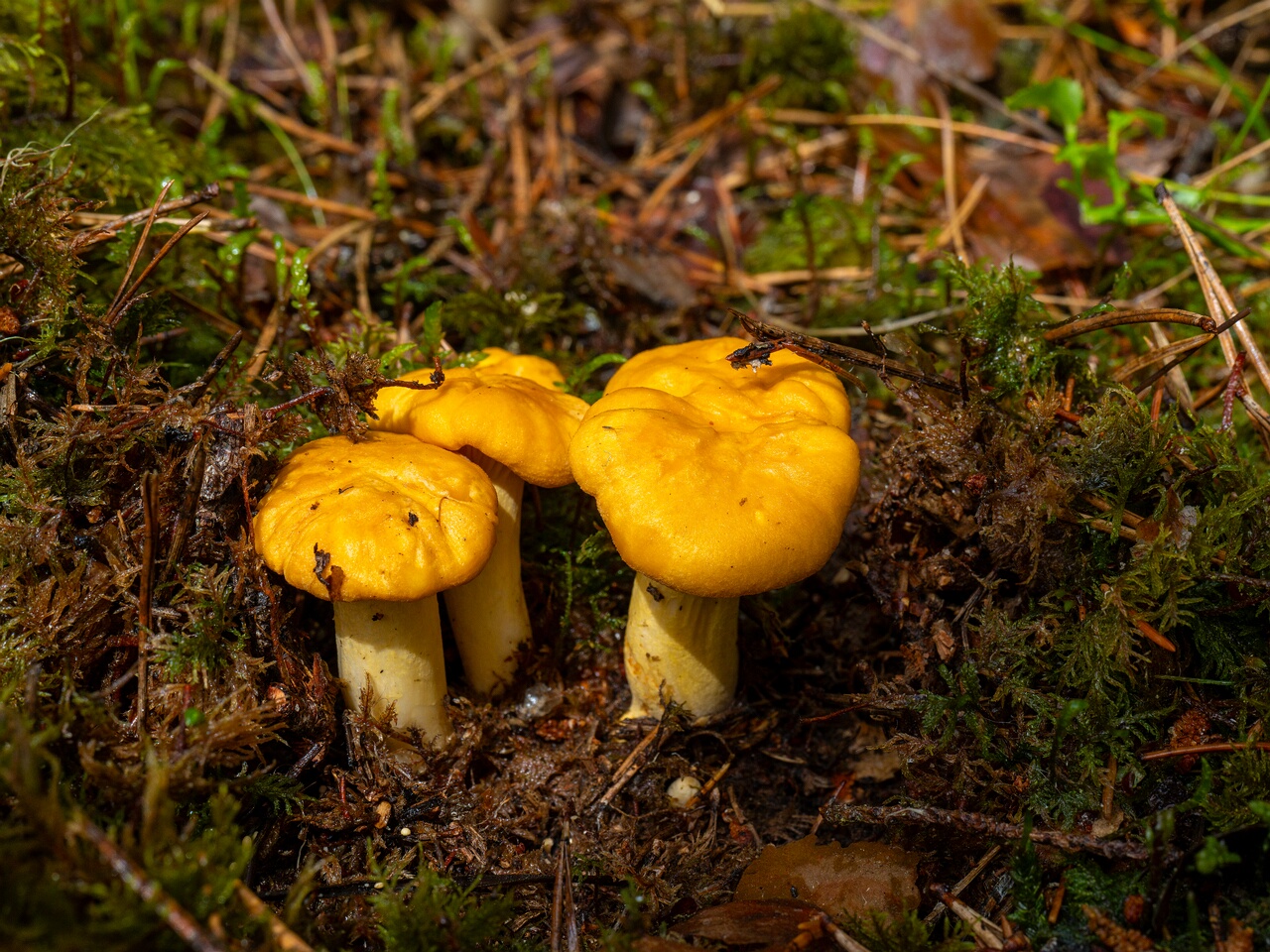 Cantharellus cibarius _2026-07-04_1-1