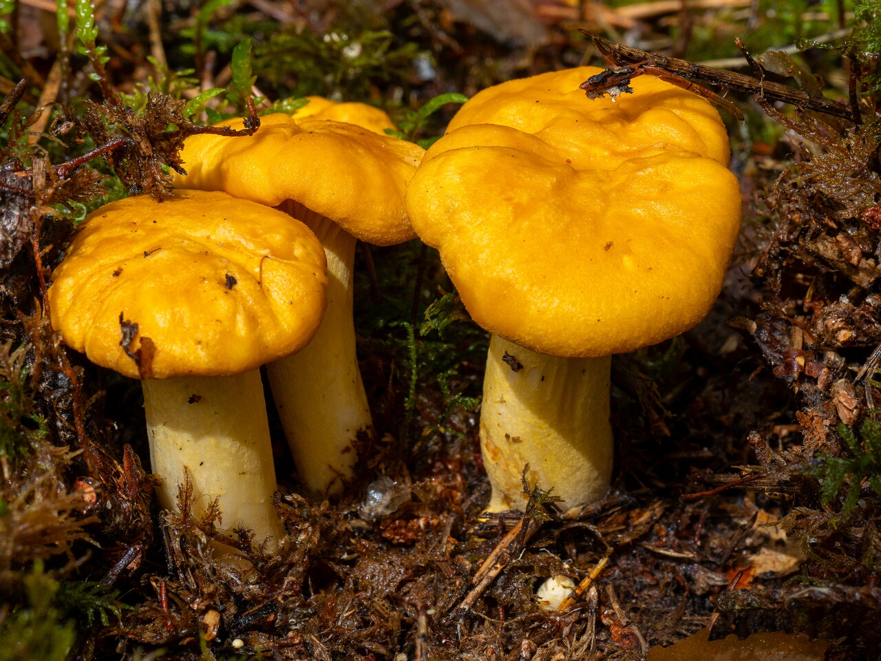 Cantharellus cibarius _2026-07-04_1-2