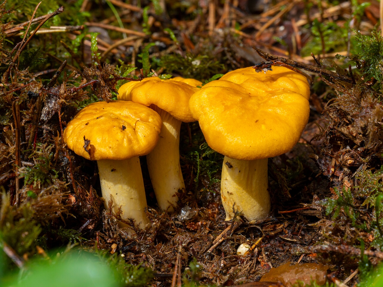 Cantharellus cibarius _2026-07-04_1-3