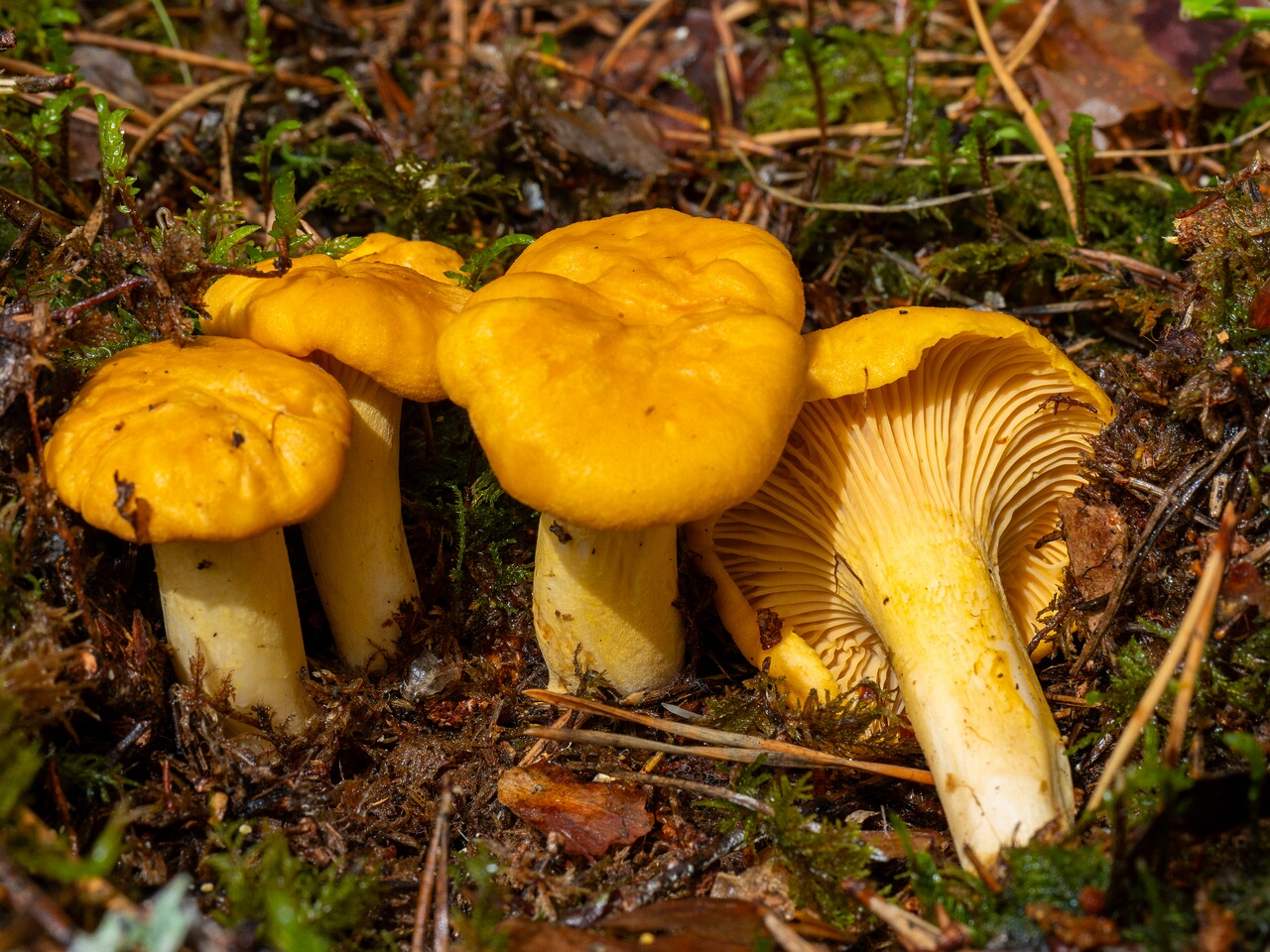 Cantharellus cibarius _2026-07-04_1-4