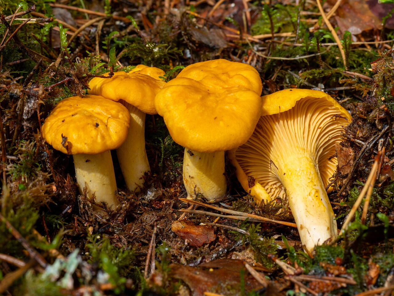 Cantharellus cibarius _2026-07-04_1-5