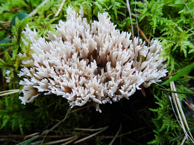 Клавулиновые - Clavulinaceae The Clavulinaceae are a family of fungi in the order Cantharellales. The family is not well defined, but currently...