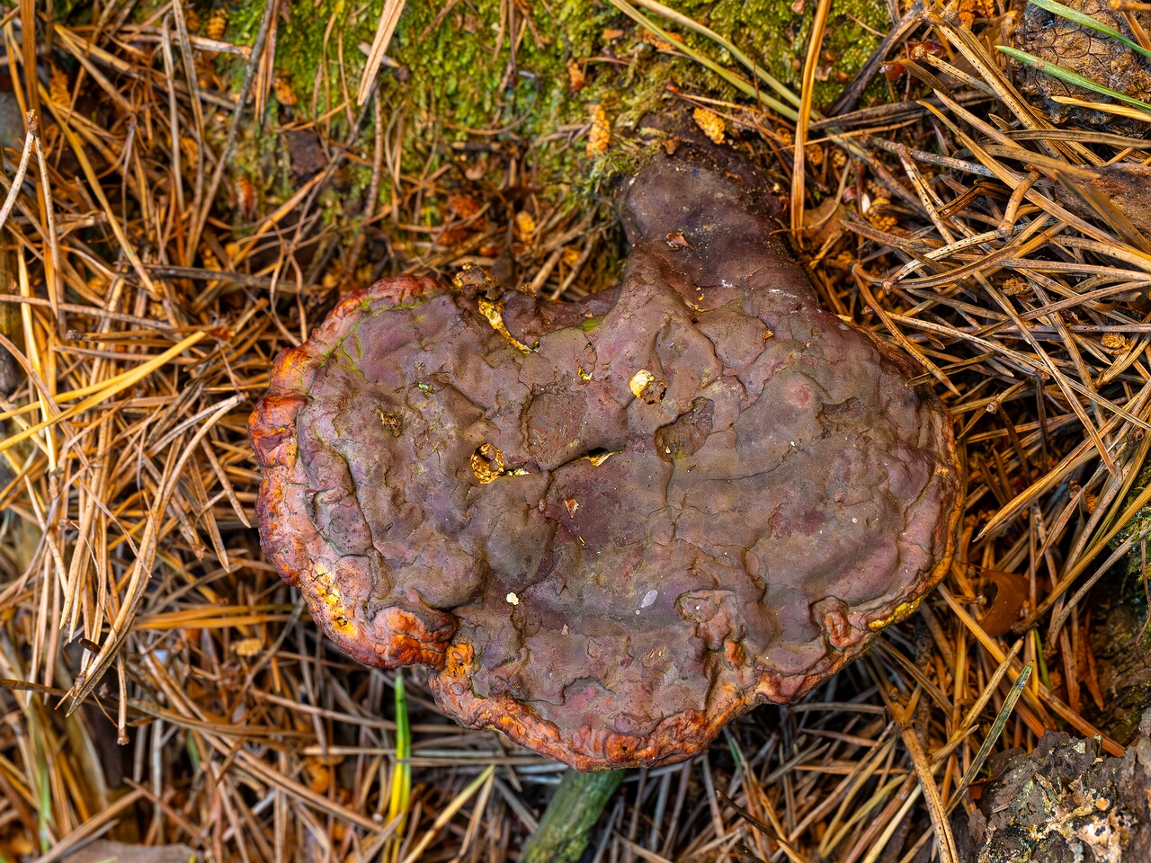 !Ganoderma lucidum _2026-06-21_1-1