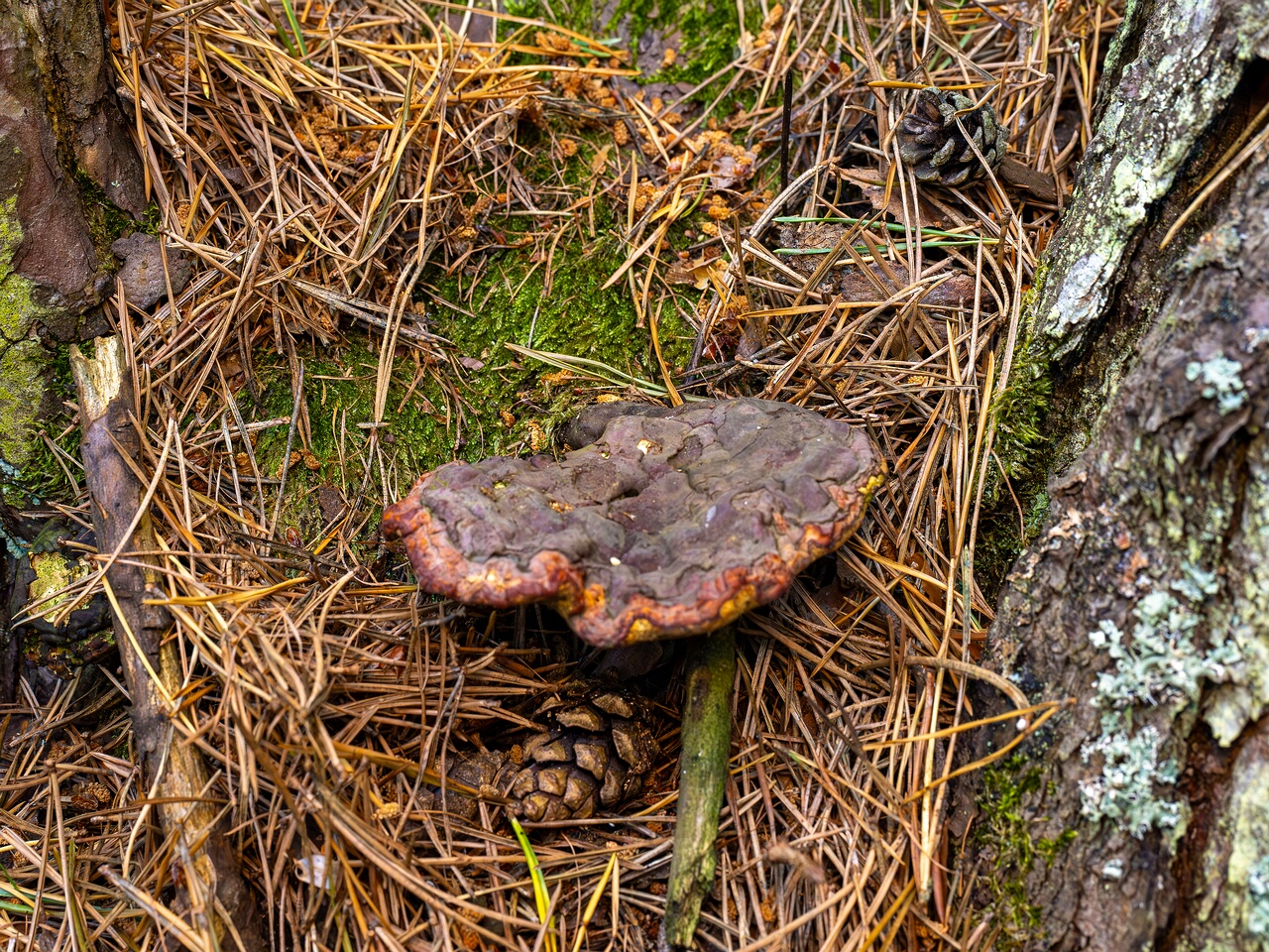 Ganoderma lucidum _2026-06-21_1-2