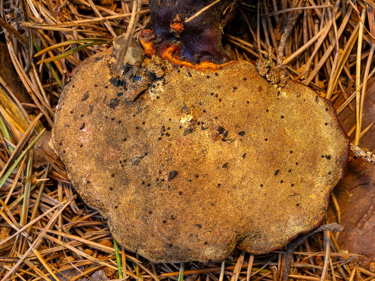 Ganoderma lucidum _2026-06-21_1-3