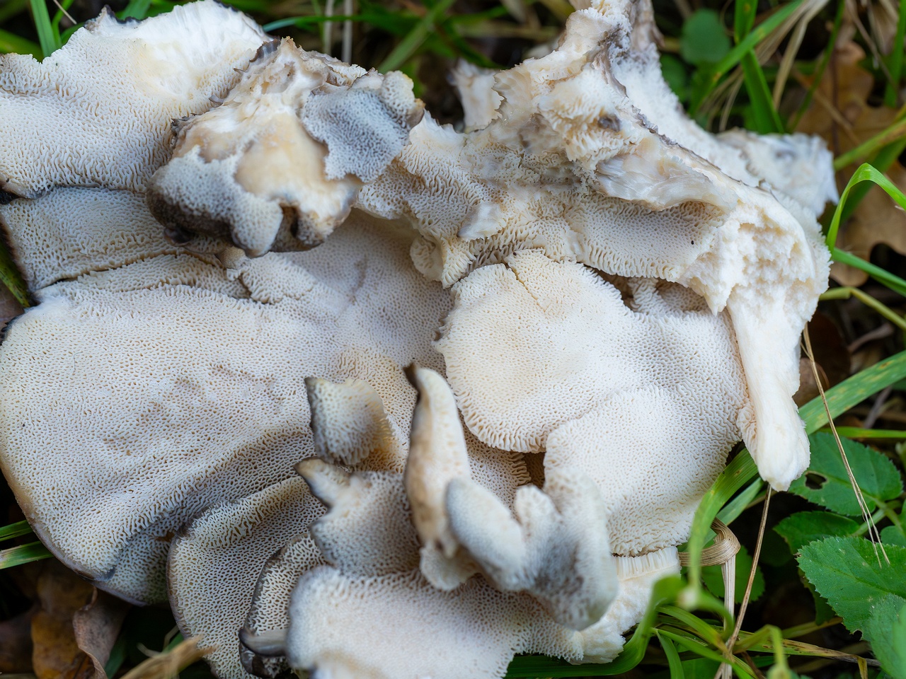 Grifola frondosa _2025-10-10_1-13