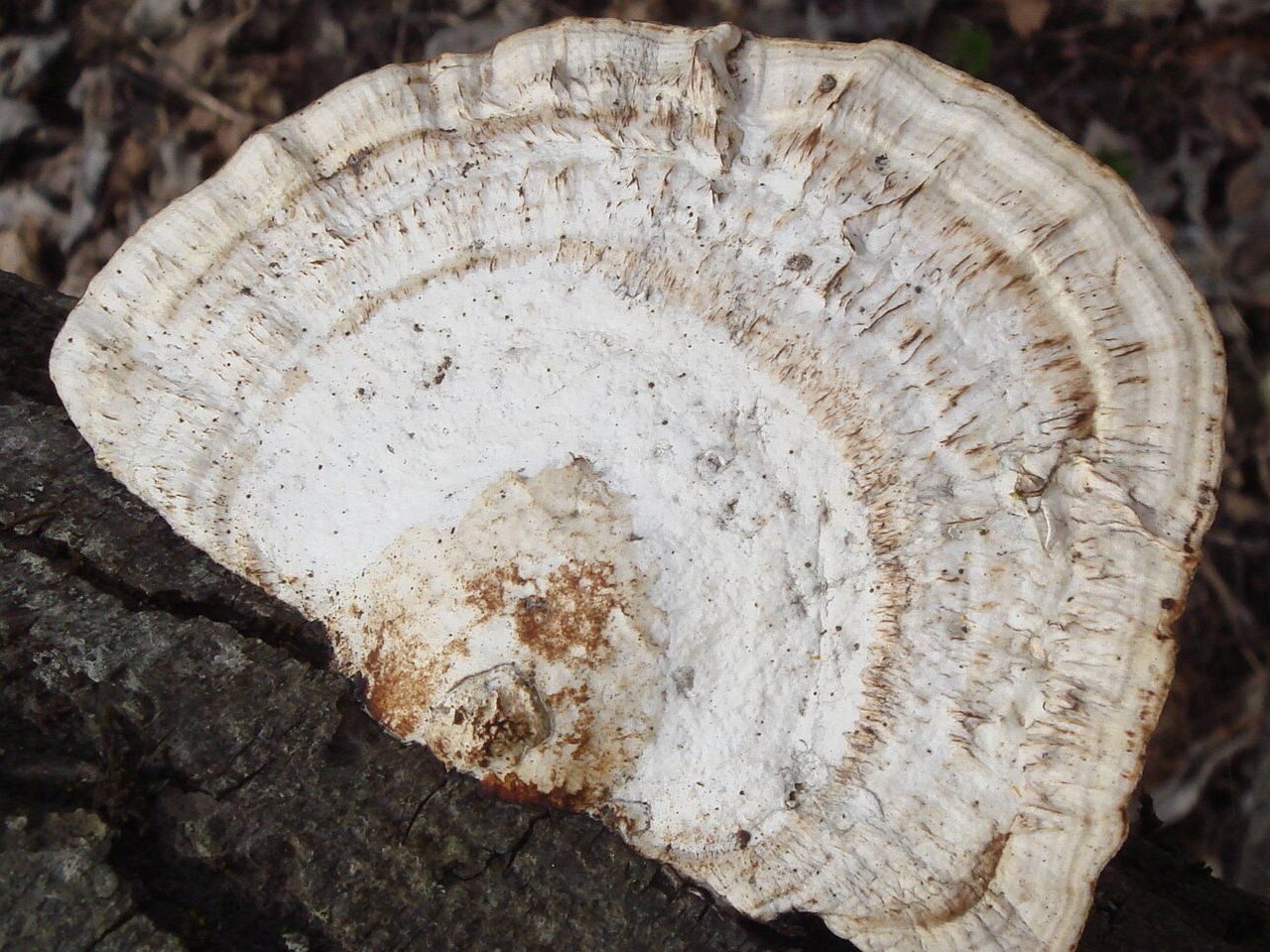 fungi-0004496_