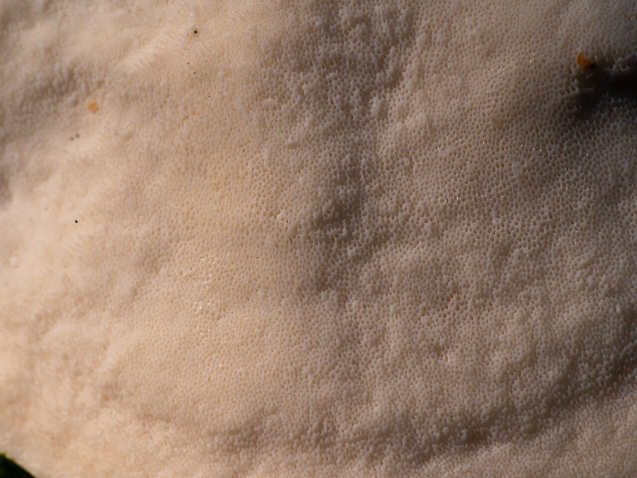 oligoporus-stripticus_1-14